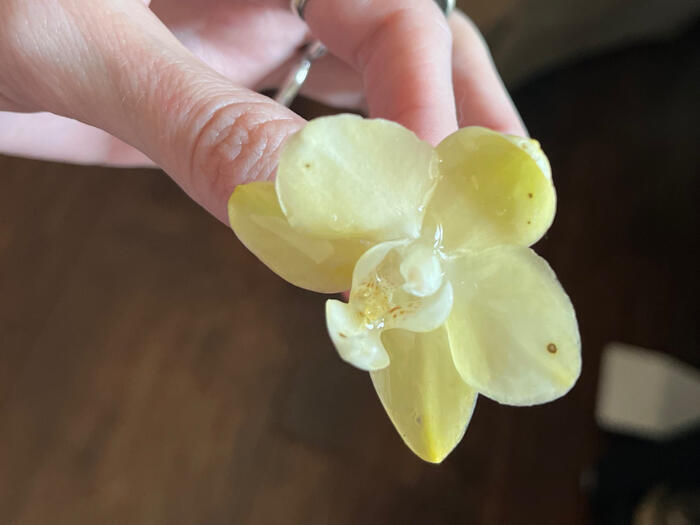 Preserved orchid