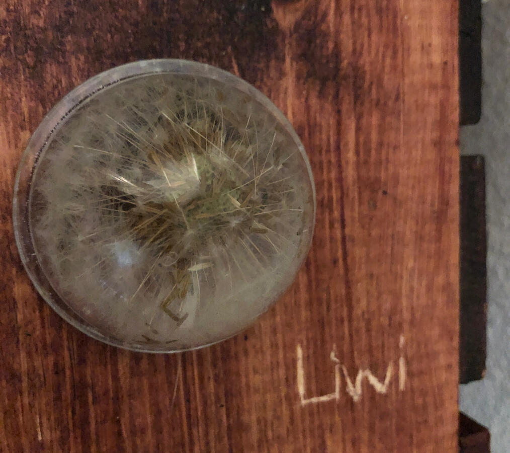 Preserved dandelion