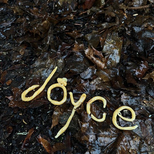 pulled honey in the woods